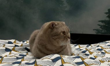 Отзыв на Норвежский лес