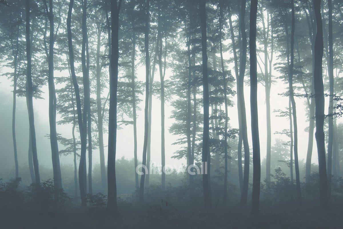 Фотообои на стену лес в тумане Эстетика